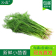 包邮 新鲜小茴香500g茴香叶茎叶多省 茴香饺子馅食用茴香叶 沁蕊