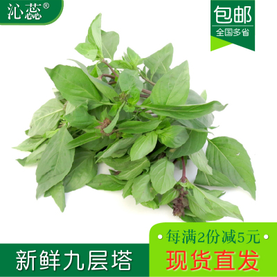 【沁蕊】新鲜九层塔叶500g金不换亚洲罗勒三杯鸡冬阴功香料九层塔