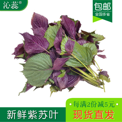 【沁蕊】紫苏叶新鲜香料紫 酒店鱼虾蟹海鲜去腥现摘 带长杆无香味
