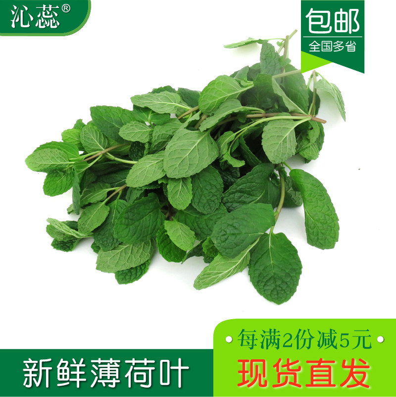 新鲜留兰香薄荷叶500g 多省包邮莫吉托调酒食用薄荷