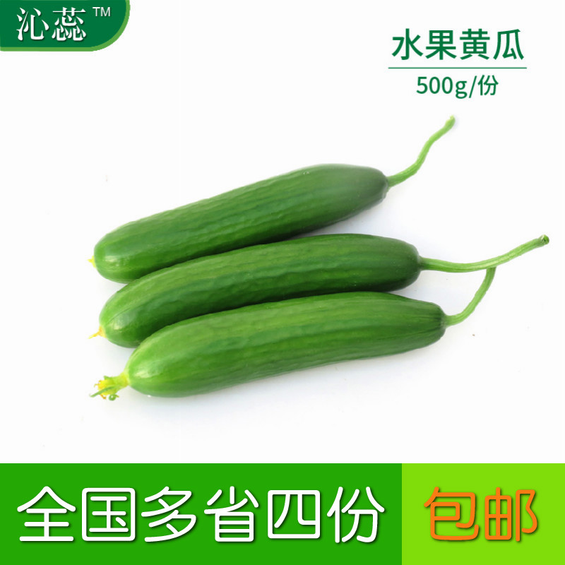 【沁蕊】新鲜小黄瓜500g荷兰小黄瓜迷你黄瓜小黄瓜水果黄瓜
