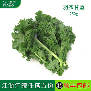 绿叶花包菜Kale沙拉生菜新鲜蔬菜 新鲜羽衣甘蓝250g 沁蕊