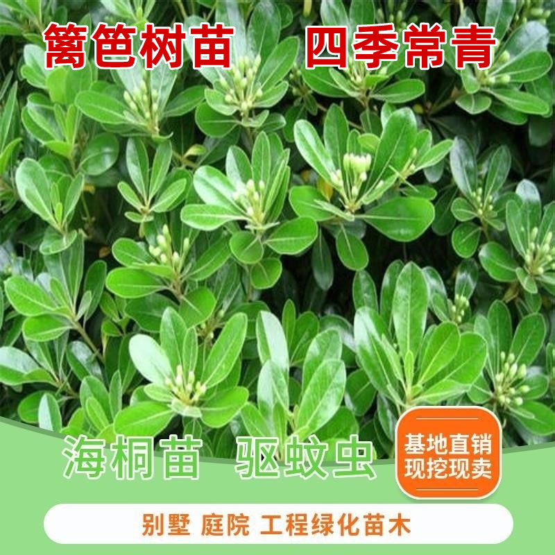 庭院植物花园四季常青海桐苗篱笆
