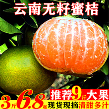 包邮 云南蜜橘9斤新鲜当季 青橘子薄皮桔子蜜桔孕妇5水果柑橘整箱