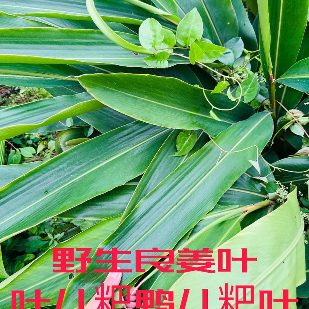 四川宜宾农家新鲜良姜叶儿粑鸭儿粑猪儿粑叶子黄粑糯米粑叶子