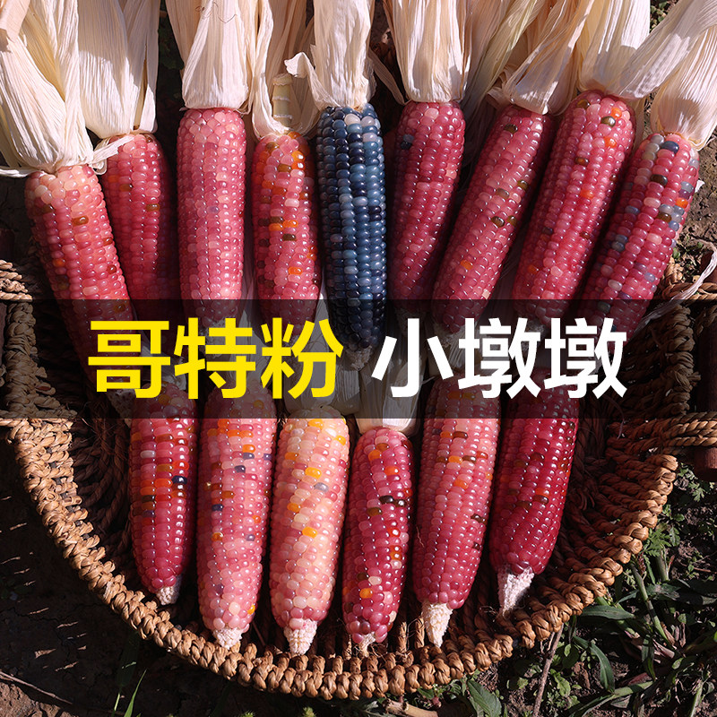 哥特粉纯粉文玩玉米七彩宝石盲盒毛料小墩墩玉米没有扒皮图片