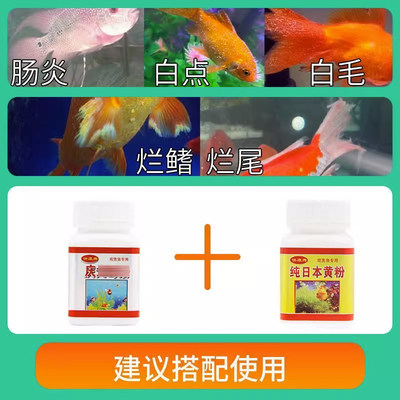 锦鲤烂身烂尾观赏鱼专用鱼缸炸鳞烂鳍烂尾白点白毛斗鱼烧尾充血