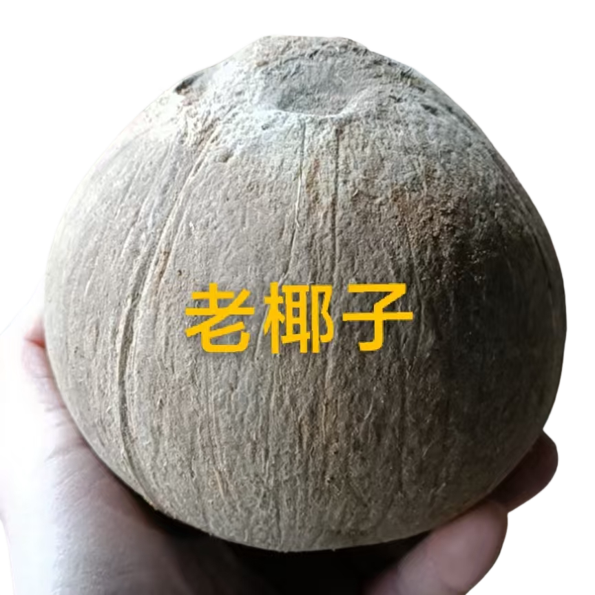 海南新鲜老椰子椰王煲鸡汤炖盅开椰青
