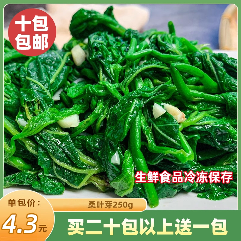 桑叶芽250g新鲜桑叶苗