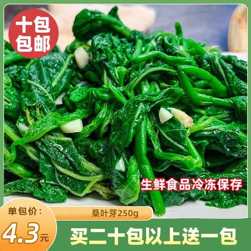 桑叶芽250g新鲜桑叶苗