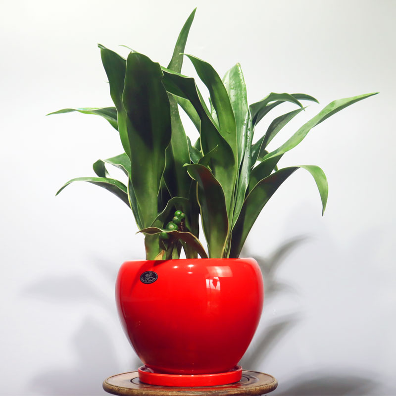 万年青室内办公阳台提神杀菌