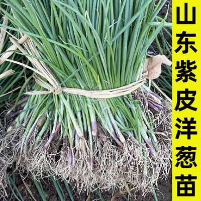 山东紫皮洋葱秧苗四季蔬菜种子