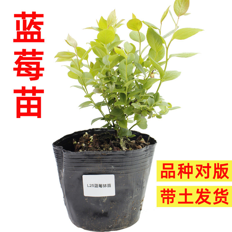 蓝莓苗大果四季种植小苗