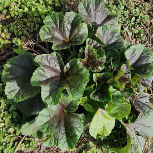 四川糯米冬寒菜种子苗冬季秧苗冬天种的菜苗蔬菜种籽菜种农家菜籽