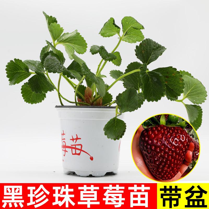 黑珍珠草莓苗四季结果当年穴盘苗盆栽玄玉新苗秋冬季种植阳台苗秧
