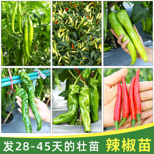 辣椒苗秧苗四季朝天椒种子小米椒冬季菜苗大全南方冬天种的蔬菜