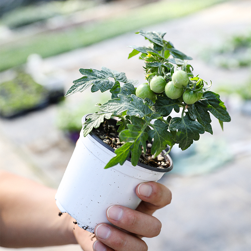 盆栽番茄种籽种子带盆阳台千禧四季小西红柿苗矮生蔬菜孑圣女果苗