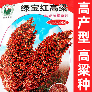 红高粱种子高产老品种粮食酿酒早熟红缨子五谷杂粮矮杆种籽扫把