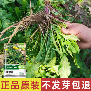 蒲公英种籽四季苗可食用婆婆丁种子活苗蔬菜种孑种植苗春季菜种