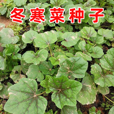 糯米冬寒菜种子苋菜秧苗