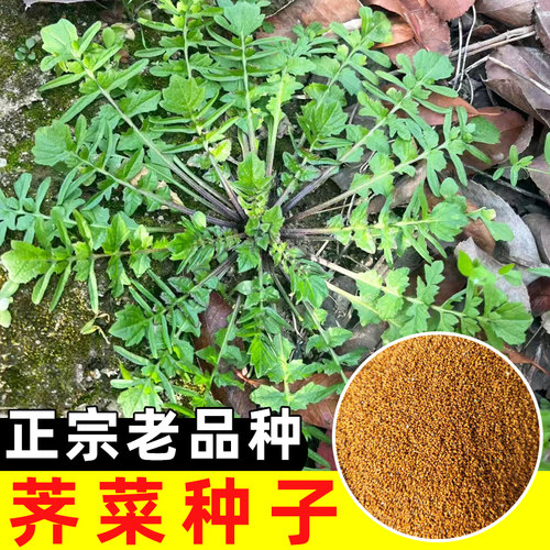 荠菜种子老品种四季蔬菜种籽