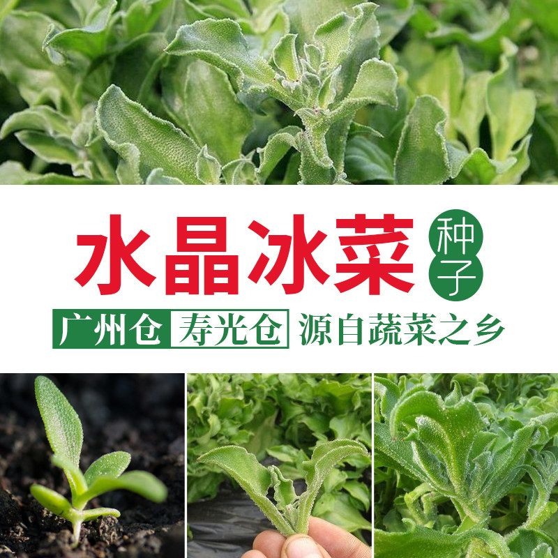 非洲冰草水晶冰菜种子苗蔬菜菜种阳台南方四季籽种盆栽种籽孑菜籽