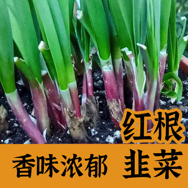 韭菜根苗红根现挖紫根非菜小叶宽叶四季南方阳台盆栽绿植蔬菜种籽广州广州广深农业绿植园艺花卉仿真鲜花速递绿植