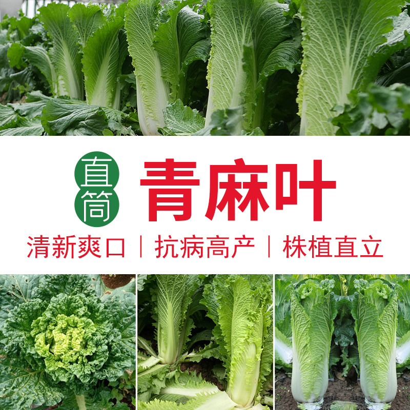 天津绿青口大白菜种籽种子青麻叶秋天高产秋季阳台四季冬季蔬菜孑