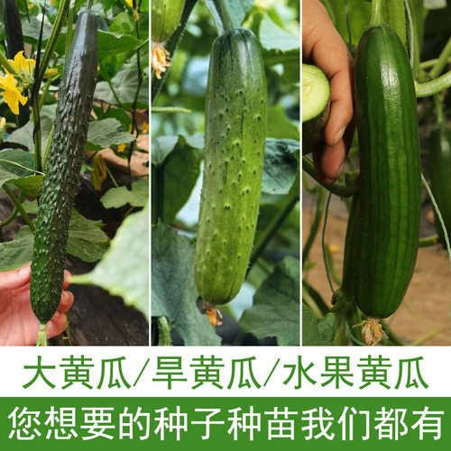 水果黄瓜苗种子南方四季阳台
