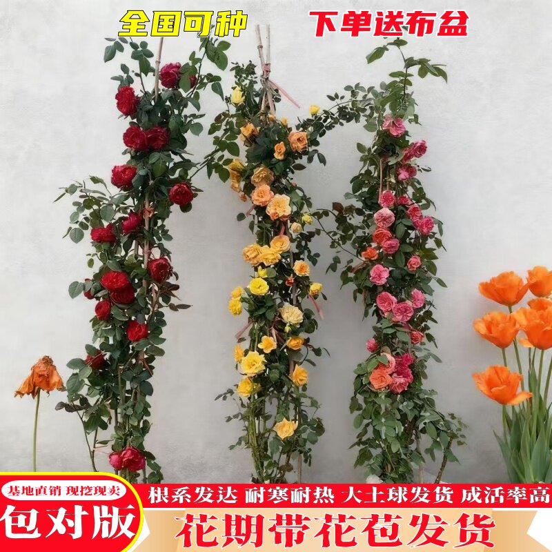 蔷薇爬藤月季花大苗特大花欧月藤本花卉盆栽室外庭院植物多季开花