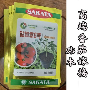 日本砧如意6号番茄砧木种子西红柿嫁接专用高抗青枯病枯萎 黄萎病