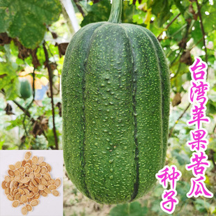 进口台湾农友苹果青丝瓜迷你香肉丝瓜子春秋特色春秋四季蔬菜种籽