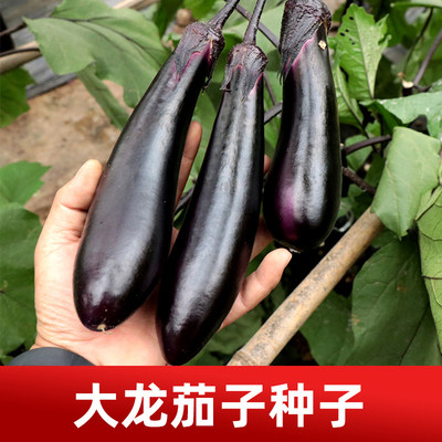 新品咨询有礼冬季蔬菜种子大龙茄子种子紫黑茄子种子秋冬季茄子籽
