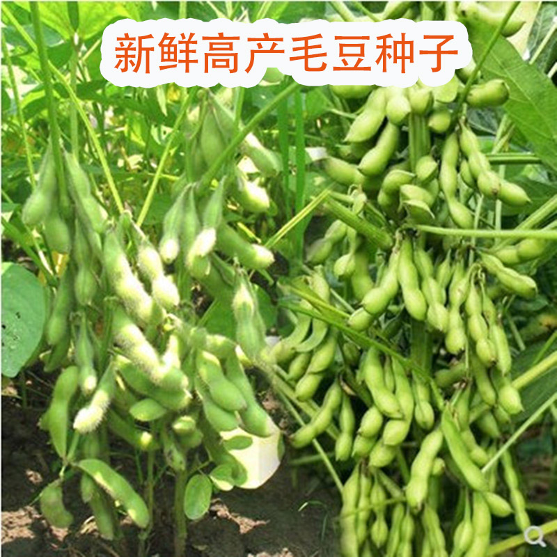 大荚菜毛豆种子种籽农家青黄大豆高产鲜食四季早熟特早春季蔬菜孑
