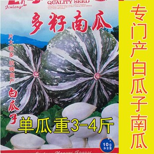 多籽南瓜种子 四季春秋播 白瓜子片大籽多产籽南瓜瓜子种籽孑高产
