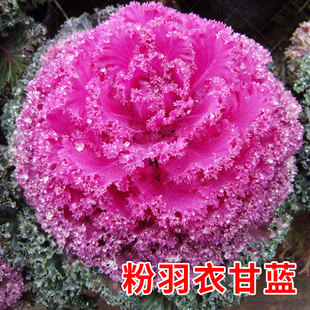 羽衣甘蓝种籽观赏食用特菜蔬菜种子叶牡丹花园春秋季阳台盆栽菜籽