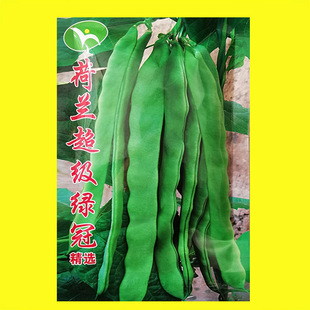 绿冠芸豆种籽蔬菜种子超宽赛冠油角架扁豆孑早熟高产豆角种包邮