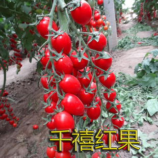 台湾农友千禧大红千禧种子小番茄种子耐寒樱桃迷你西红柿种籽四季