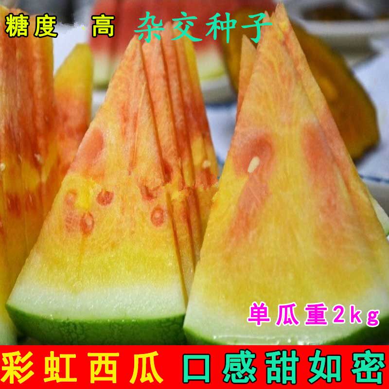 西瓜种子彩虹西瓜种子超甜礼品小蔬菜种子/种苗