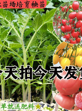 番茄树苗子大粉千禧樱桃西红柿草莓柿子黑番茄苗子阳台盆栽四季播