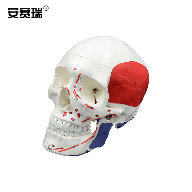 安赛瑞人体头骨模型人体头骨肌肉着色带数字模型骷髅头模型脑颅骨