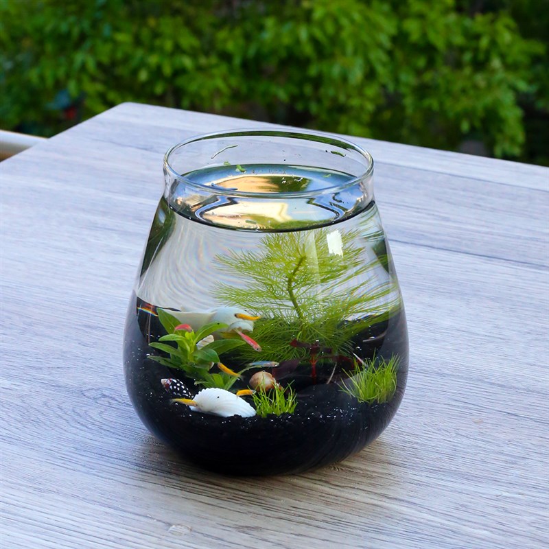 热销生态鱼缸办公室免换水生态瓶桌面微景观迷你小鱼缸自循环生态