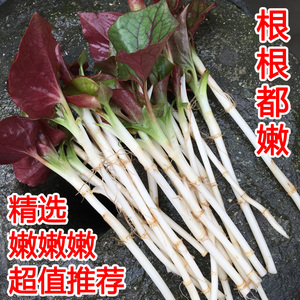 鱼腥草新鲜 折耳根新鲜猪鼻孔节节根四川特产嫩芽 侧耳根叶子带根