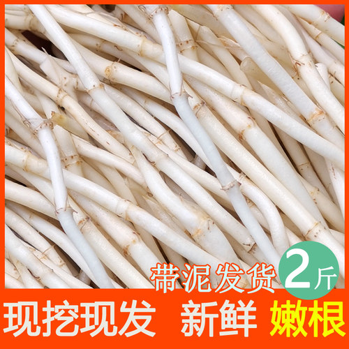 折耳根新鲜凉拌鱼腥草