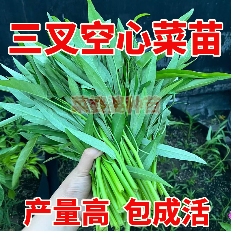 竹叶空心菜种子种籽苗四季菜苗