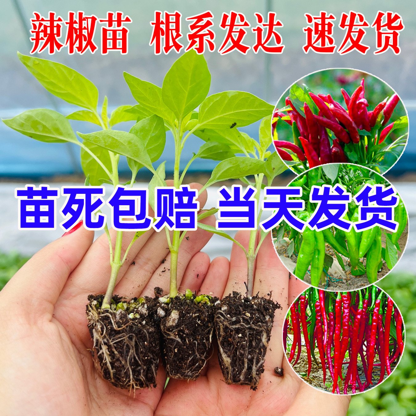 春季辣椒苗青椒种籽子螺丝椒蔬菜幼秧苗朝天椒番茄茄子四季盆栽苗 鲜花速递/花卉仿真/绿植园艺 家庭园艺种子 原图主图