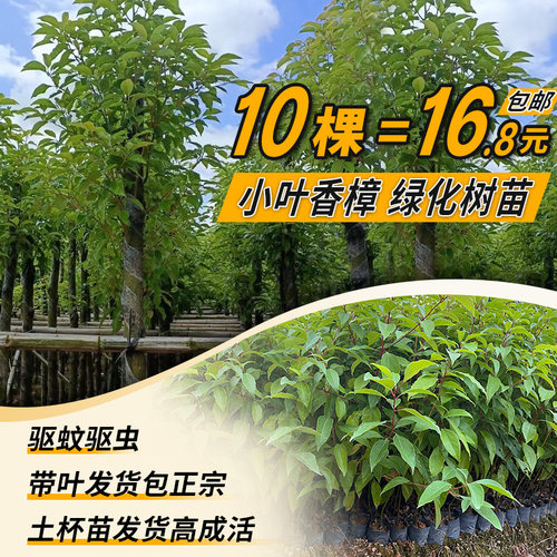 香樟树苗绿化苗木小叶盆栽地栽
