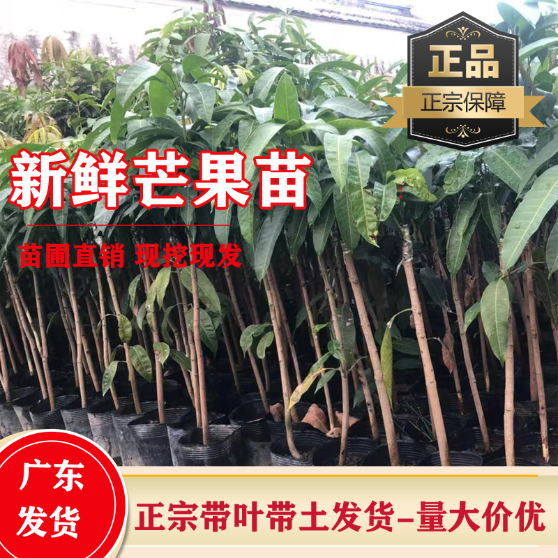 嫁接南方种植四季象牙芒果树苗