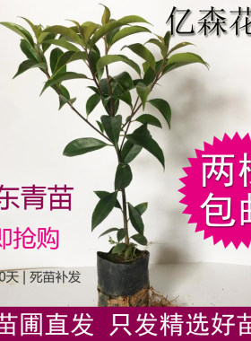万紫千红冬青树苗庭院白银