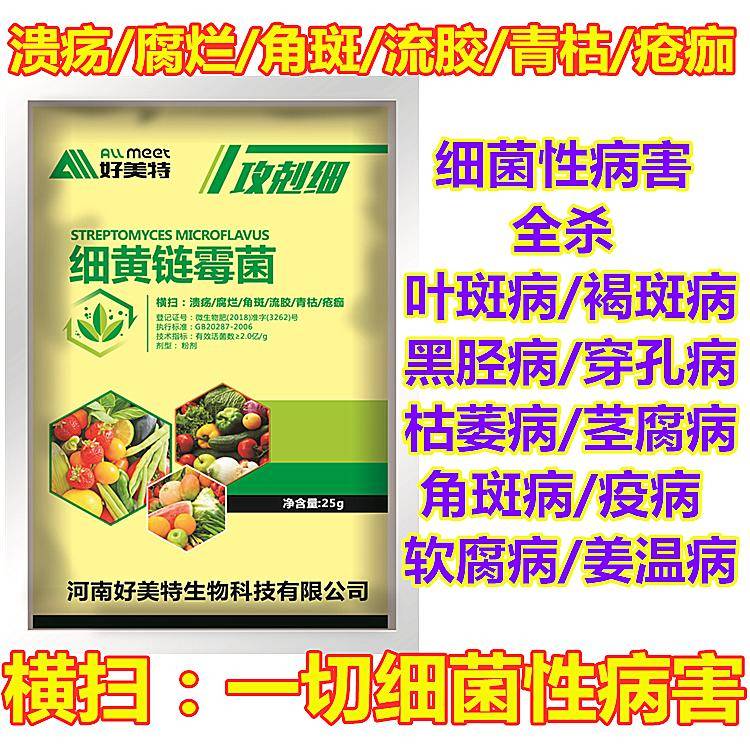 流胶病腐烂角斑青枯疮痂软腐溃疡青苔蔬菜果树细菌病害细黄链霉菌